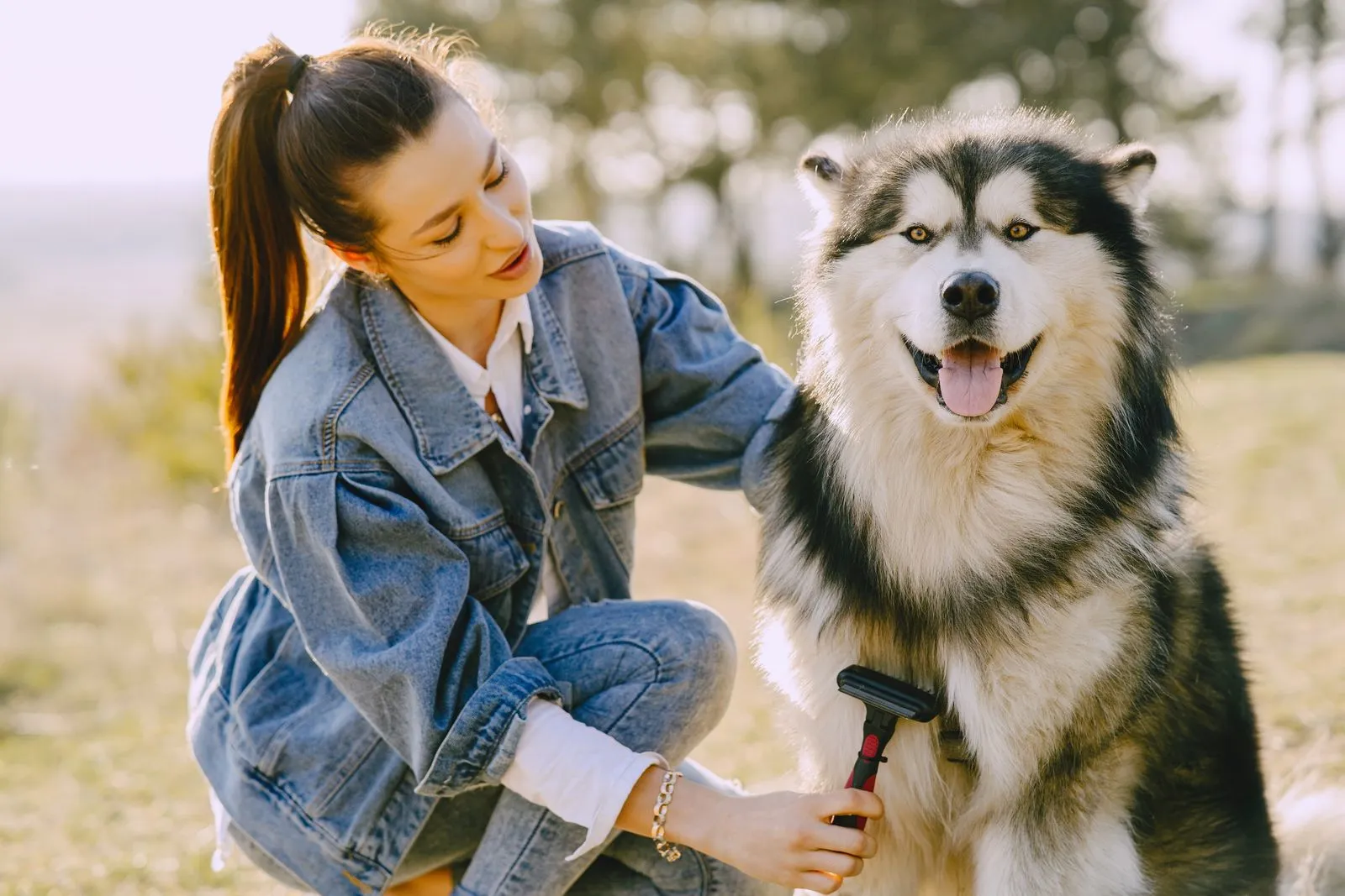 Brushing Your Pet Between Grooming Visits